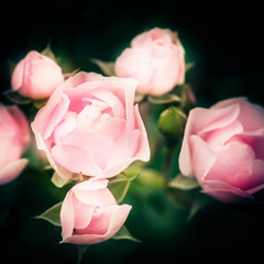 Abstract macro shot of beautiful pink rose flower at dark natural background