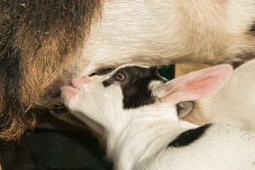 Capretta prende il latte dalla mamma