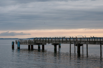 Möwen im Hafen. Ostsee. Rügen