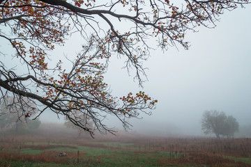 Oak branches with yellow leaves on the background of the misty l