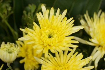 Yellow  chrysanthemum flower mixed