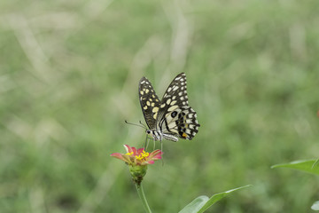 Butterfly sucking nectar from pink flowers .
