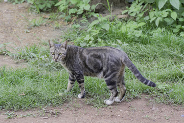 Obraz premium Thailand cat Looking for something