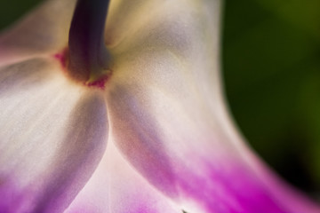 Macro shot of orchid petals