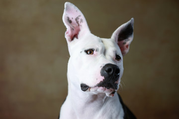 American Staffordshire & Dogo Argentino-Mix im Studio