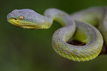 Close up Yellow-lipped Green Pit Viper snake