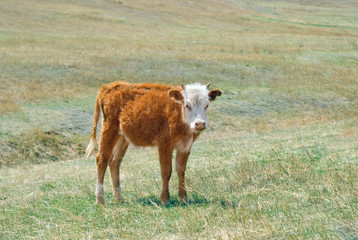 shaggy Mongolian cows grazing in the Mongolian steppe