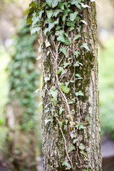 Beautiful, wild ivy on tree bark in the park