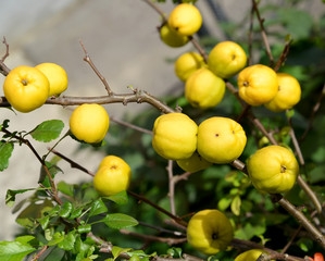 Harvest of fruits of a quince Japanese (Chaenomeles japonica (Th