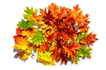 Naklejka na ściany i meble Autumn background. Colorful leaves