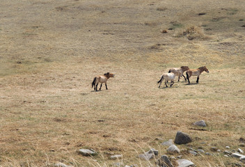 Przewalski horse in a pasture in the Mongolian steppe
