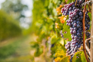 Bunch of Nebbiolo grapes in the vineyard ready for the harvest