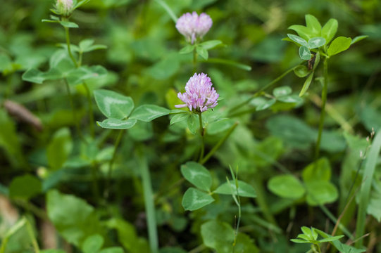 Clover flower on a background of green leaves and grass.