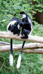 photo of a pair of Colobus monkeys grooming 