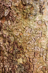 Bark of Tree