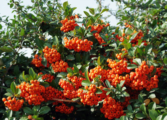 Obraz premium Beautiful orange berries of Piracantha in autumn