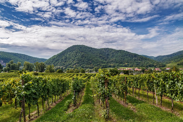 Fototapeta na wymiar view of vineyard near Durnstein, Austria