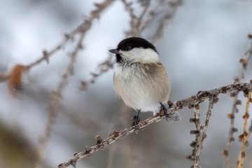 Marsh tit (Poecile palustris) on a small branch
