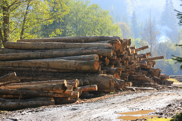 Fototapeta na wymiar wooden logs store