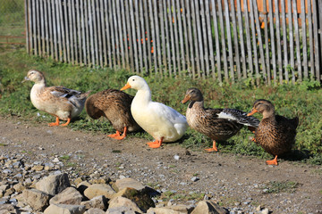 four gooses on rural farm