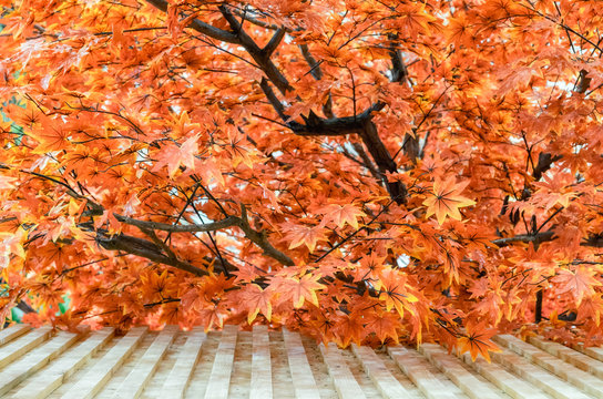 Maple artificial leaves colorful vivid on roof