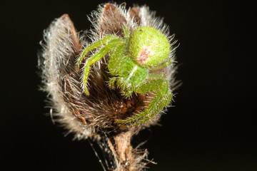 Hairy crab spider Heriaeus sp. (Thomisidae) on black background, close up