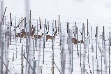 Abwaschbare Fototapete Ree Herde von Rehwild (Capreolus capreolus) zu Fuß in einem schneebedeckten Weinberg
