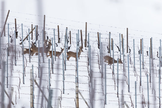 Herd of Roe deer (Capreolus capreolus) walking in a snow covered vineyard
