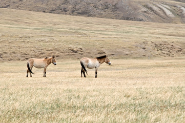 Naklejka na ściany i meble Przewalski horse in a pasture in the Mongolian steppe
