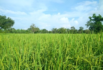 green rice field