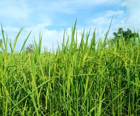 green rice field