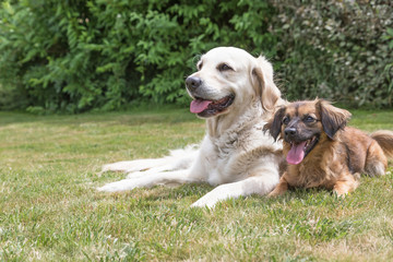 Golden Retriever and crossbreed dog on the lawn