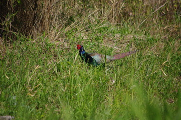 キジ　Japanese Pheasant