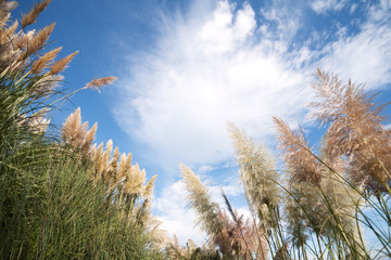 Fototapeta premium pampas grass invasive plant growing uncontroled in fields and pa