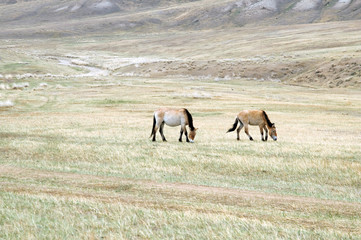 Przewalski horse in a pasture in the Mongolian steppe - 122639981