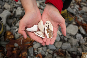 Seashells in the hands.