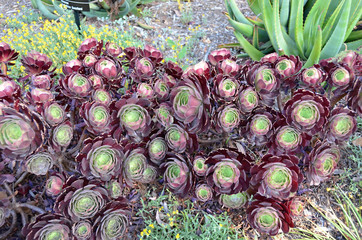 Sempervivum growing in a botanical garden