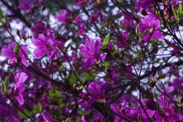 コバミツバツツジ　Rhododendron reticulatum