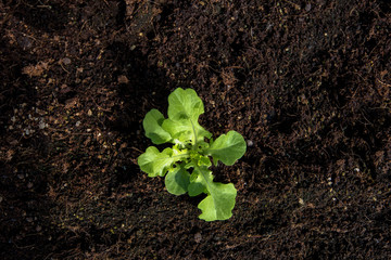 Growing baby salad vegetable