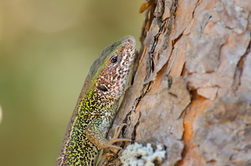Lizard on a pine tree trunk