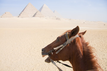 The brown horse looking in the direction of pyramids