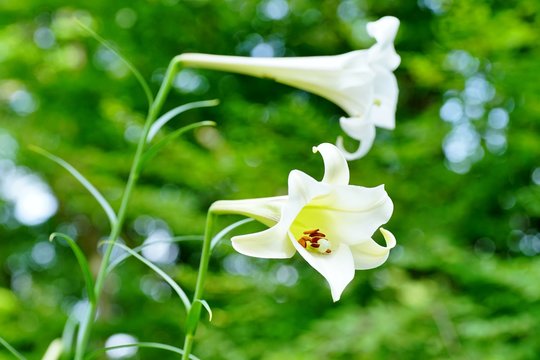 しらゆり の画像 45 件の Stock 写真 ベクターおよびビデオ Adobe Stock しらゆり の画像 45 件の Stock 写真 ベクターおよびビデオ Adobe Stock