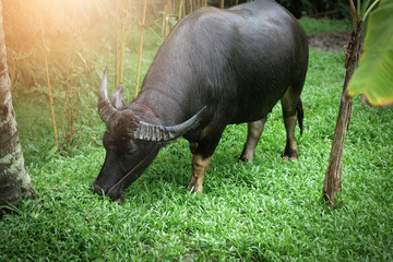 Buffalo Thailand were eating grass on the pasture.