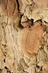 Cracked layered tree trunk