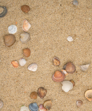 Sandstrand mit Muscheln Hintergrund
