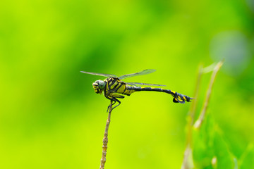ウチワヤンマ（水平） © 聡志 木谷