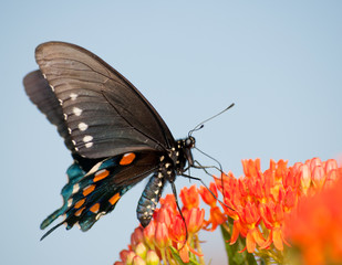 Fototapeta na wymiar Green Swallowtail butterfly on orange Butterflyweed against blue sky