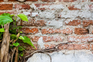 Old brick wall and plants on it