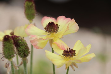 Open ranunculus flowers