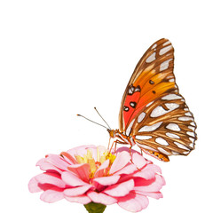 Gulf Fritillary butterfly feeding on a pink Zinnia blossom on white background
